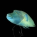 wrasse_napoleon_bc_v_0272_pal2345.jpg